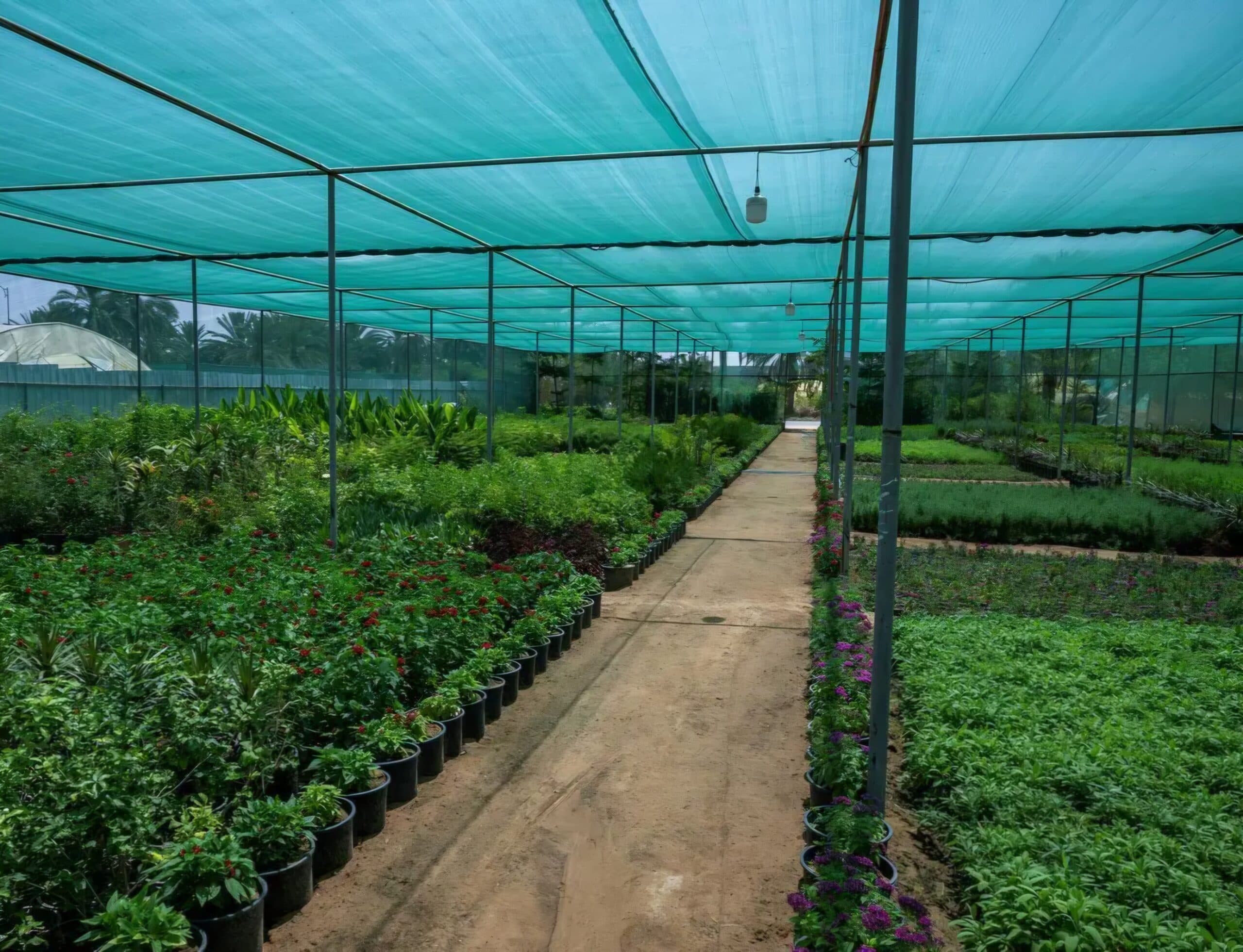 Greenhouses Enable Year-round Crops in Najran