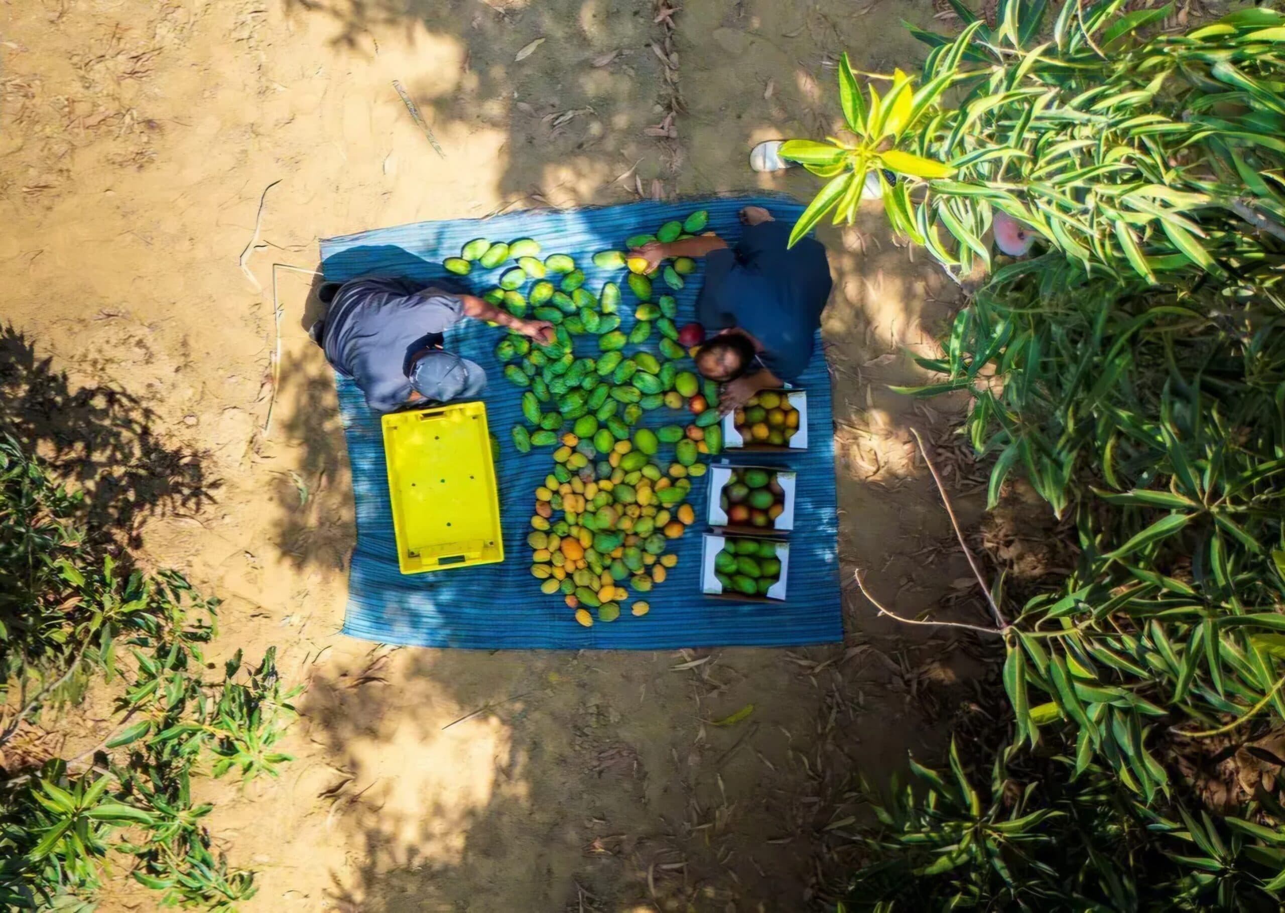 Jazan Bolsters Tropical Fruit Status