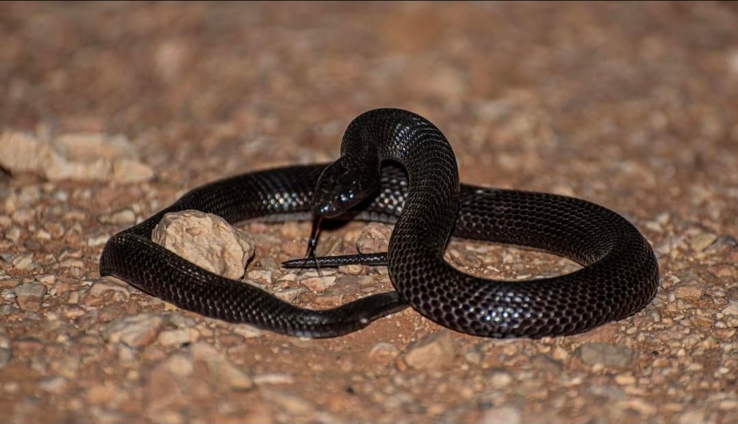 Desert Cobra Supports Northern Ecology