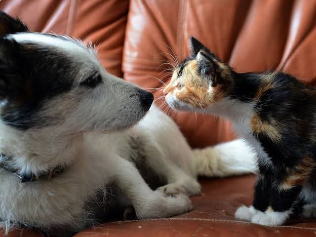 Why Cats Dominate Households