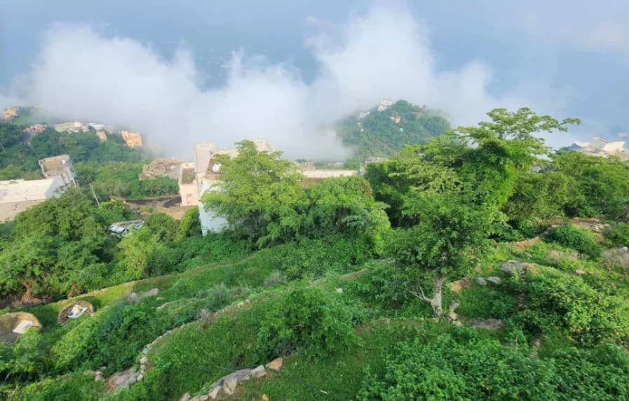 Jazan's rains bring greenery to nature