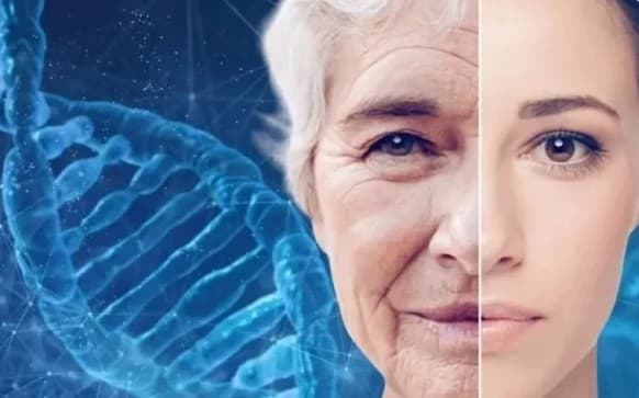New method tracks aging-related cells