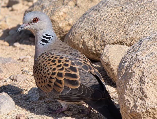 Nightingale Sighted in Turaif