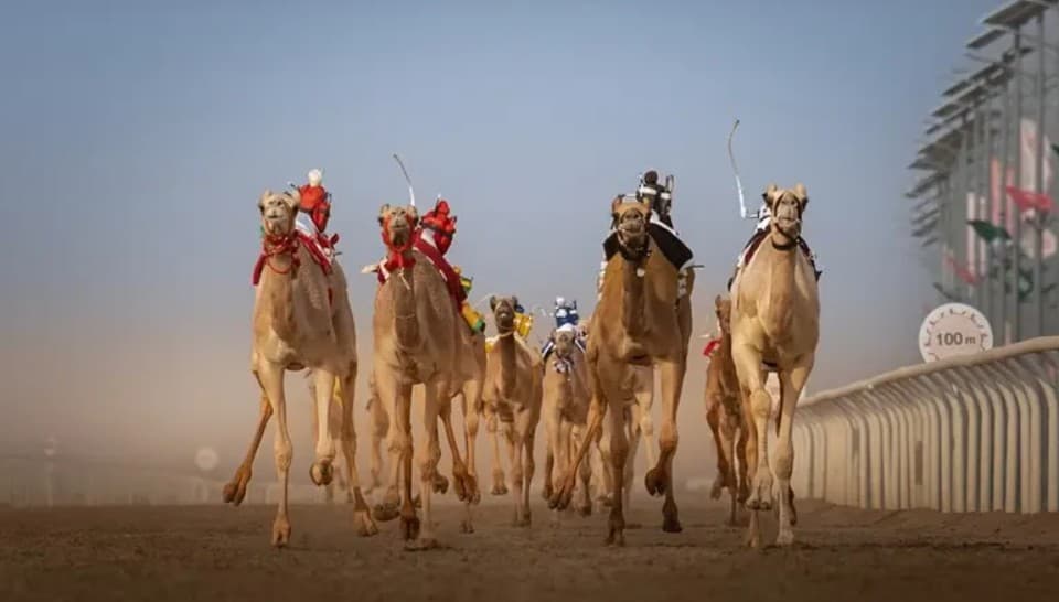 قيمتها السوقية 492 مليون ريال لمطايا ولي العهد