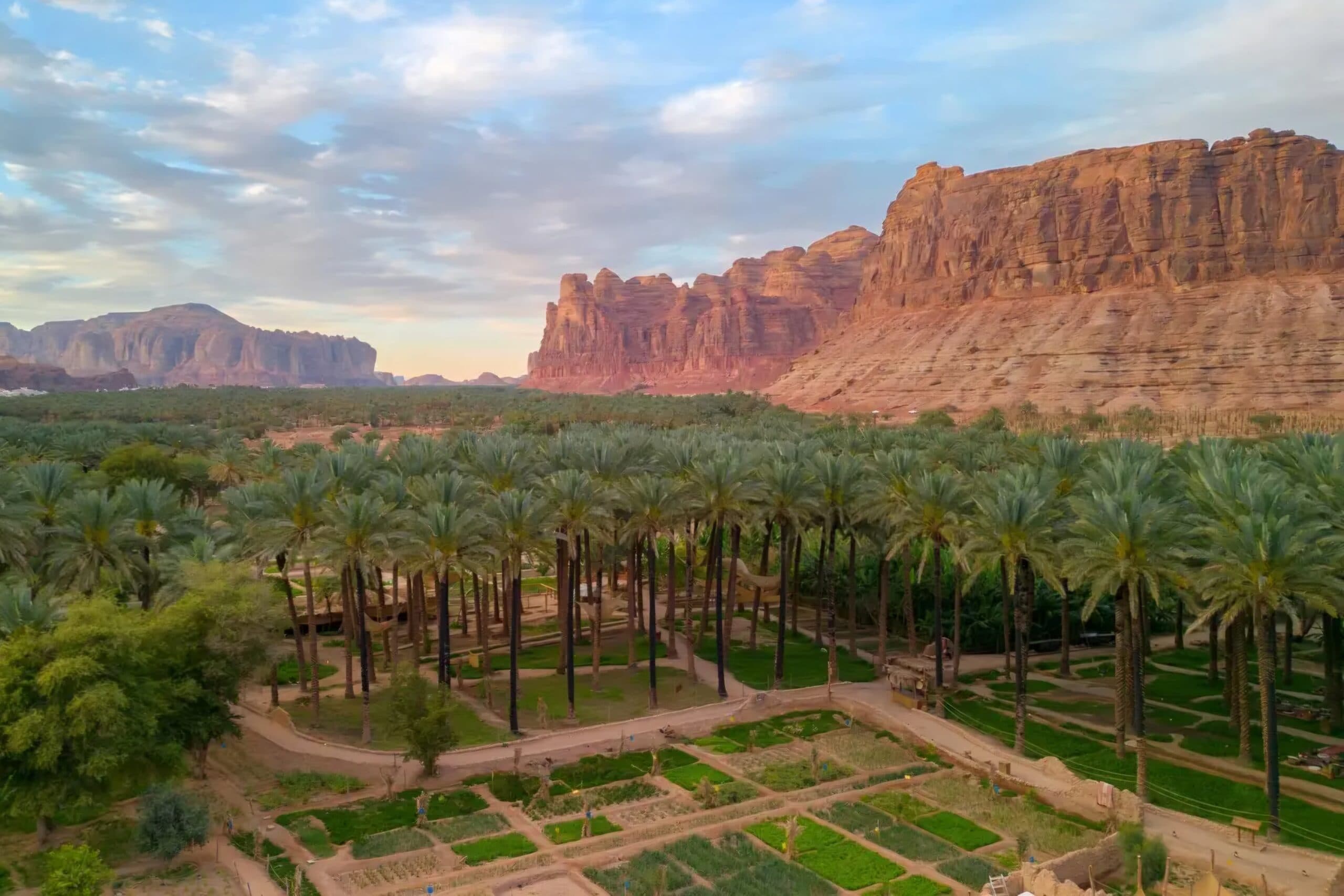Arab Palm Day Highlights 4.2M Date Palms in Al-Ula
