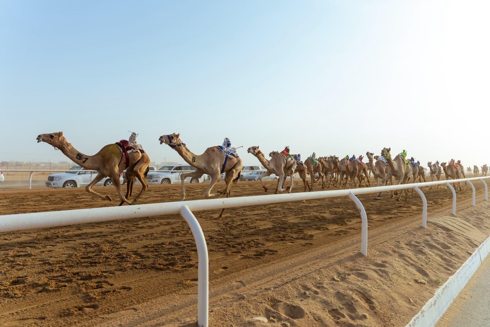 Saudi Hajjans win big at Crown Prince Festival