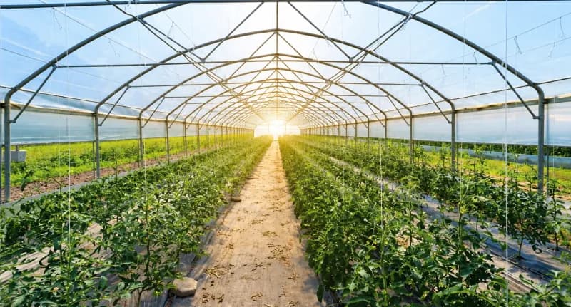 السعودية تحول الصحراء إلى مزارع ذكية تبلغ كفاءتها 90%