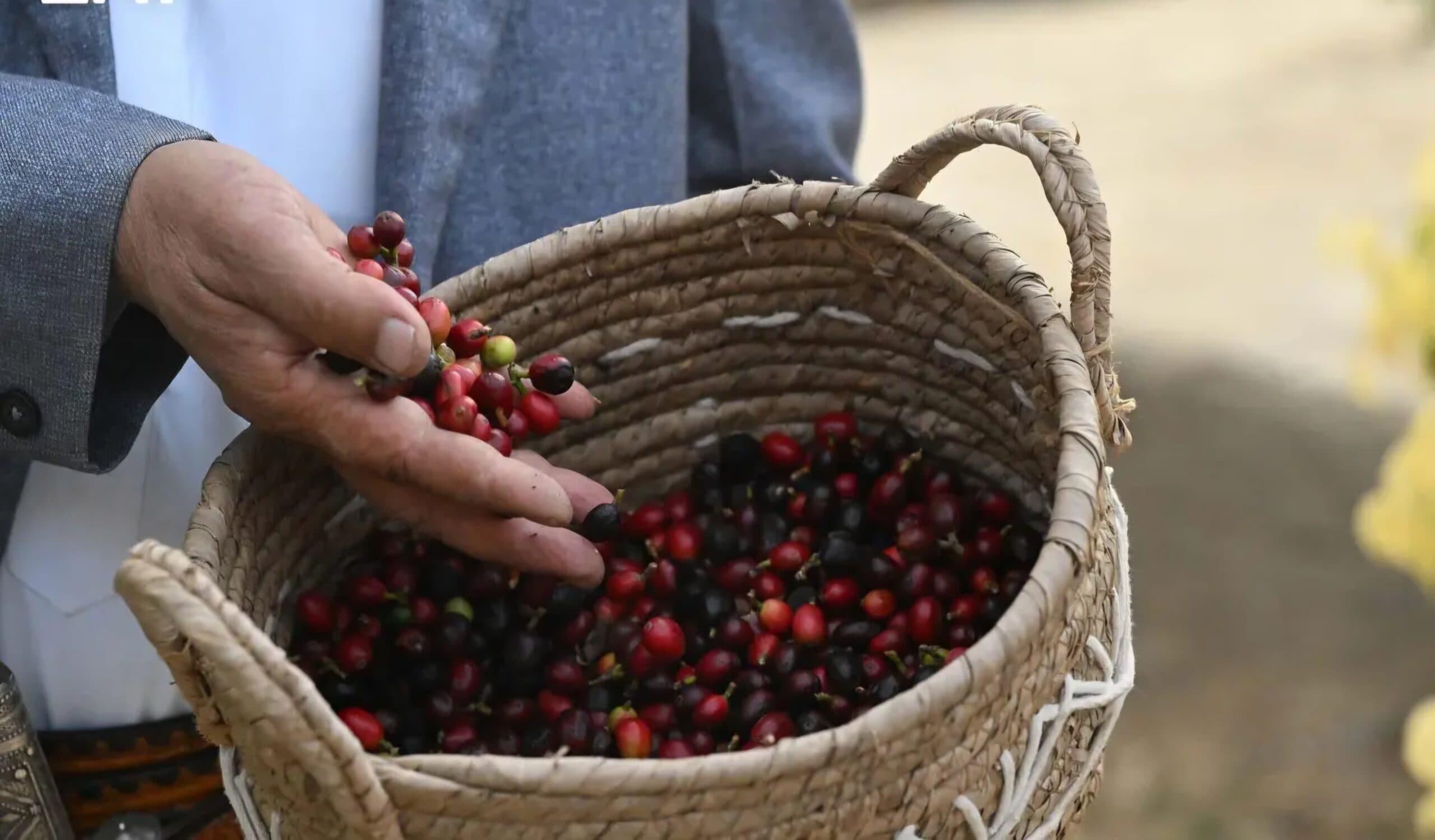 Jazan marks International Coffee Day with 1M+ trees