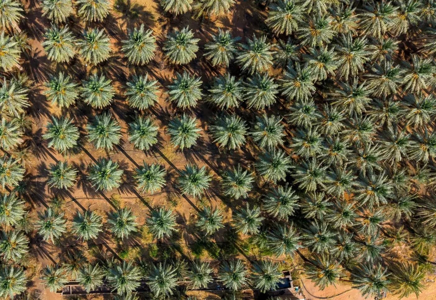 Al-Qassim's agricultural legacy over a year