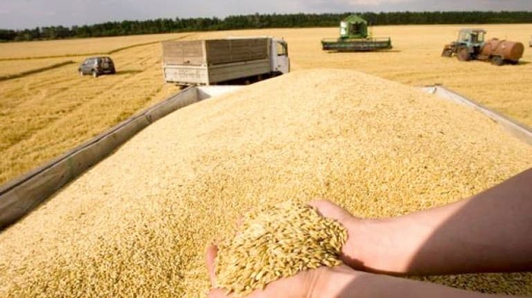 Béja crops total 1.8 million quintals