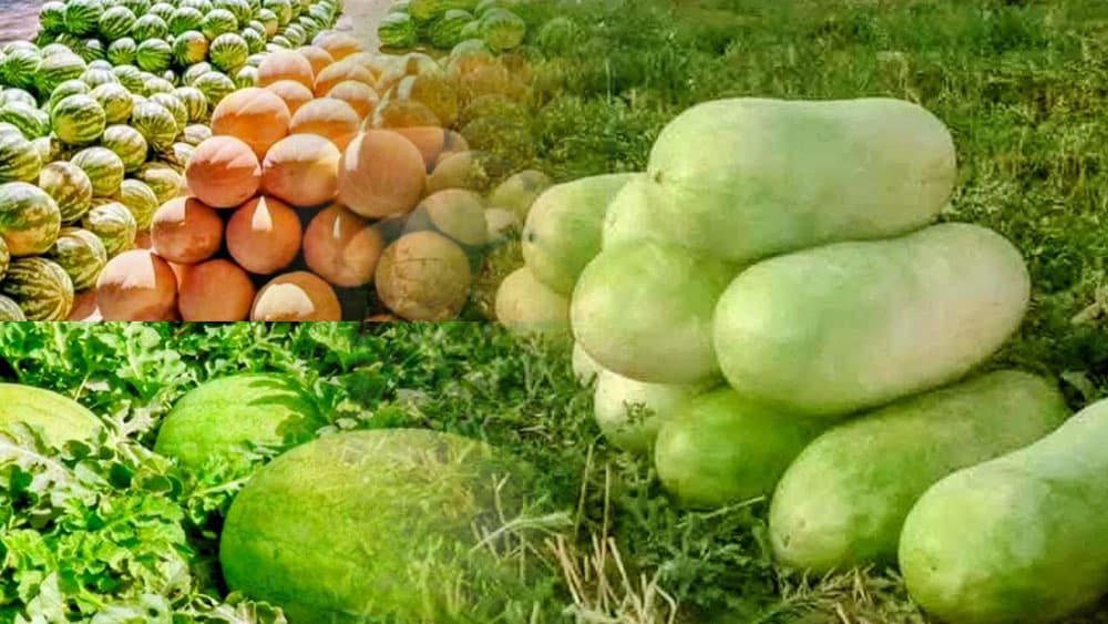 Al-Shabika: Abundant Cucurbit Production and Export to Libya Support Local Farmers