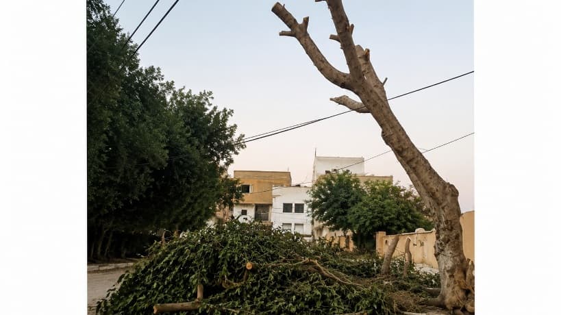 Kairouan residents upset by summer tree pruning