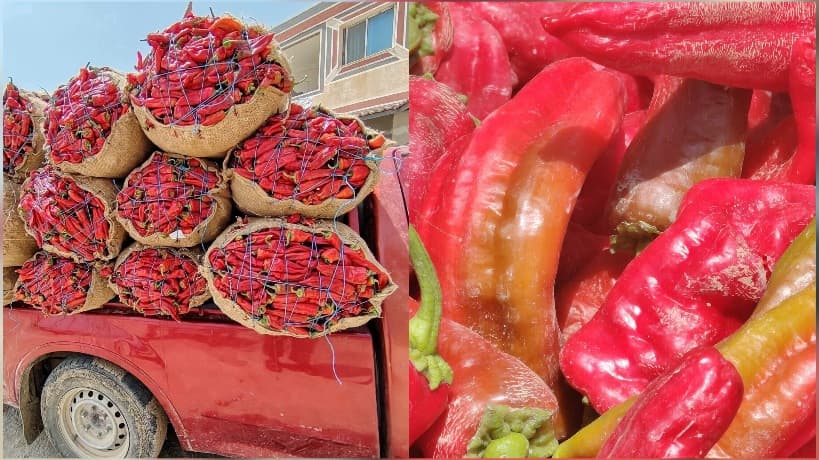 القيروان تبدأ موسم جمع الفلفل الأحمر