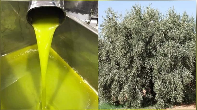 Kairouan Prepares for Olive Season