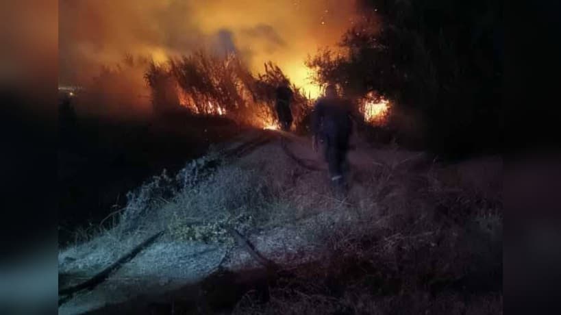 Fire damages extensive reeds in Bizerte