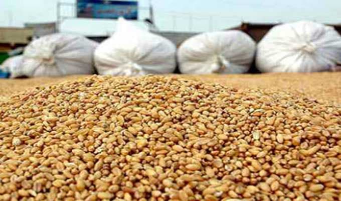 Grain stock surpasses 10.7 million quintals