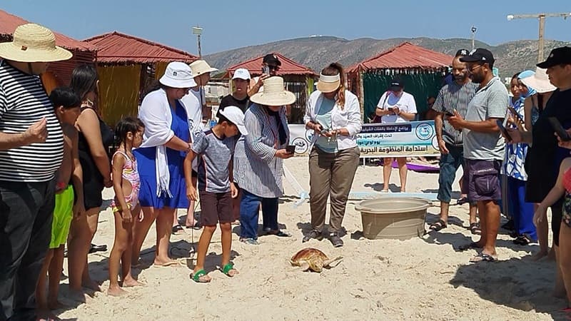 Bizerte Green Turtle Restores Ghar El Melh