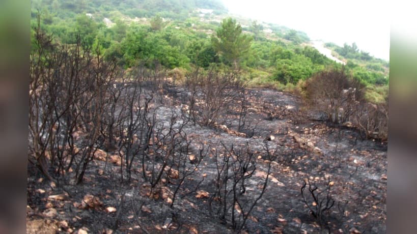 Forests Reforest After Assessment