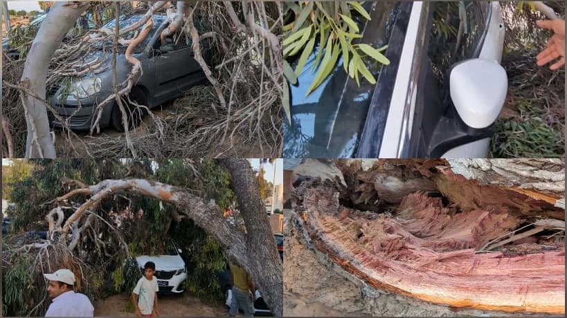 سقوط شجرة يتسبب في أضرار بسيارة بجهة جربة حومة السوق