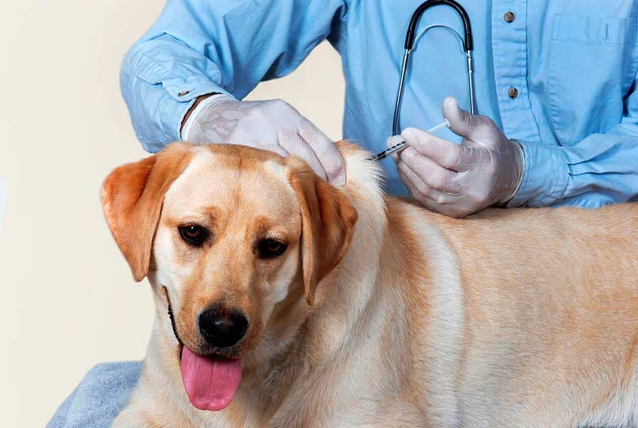 Ariane State Offers Free Rabies Vaccination for Pets