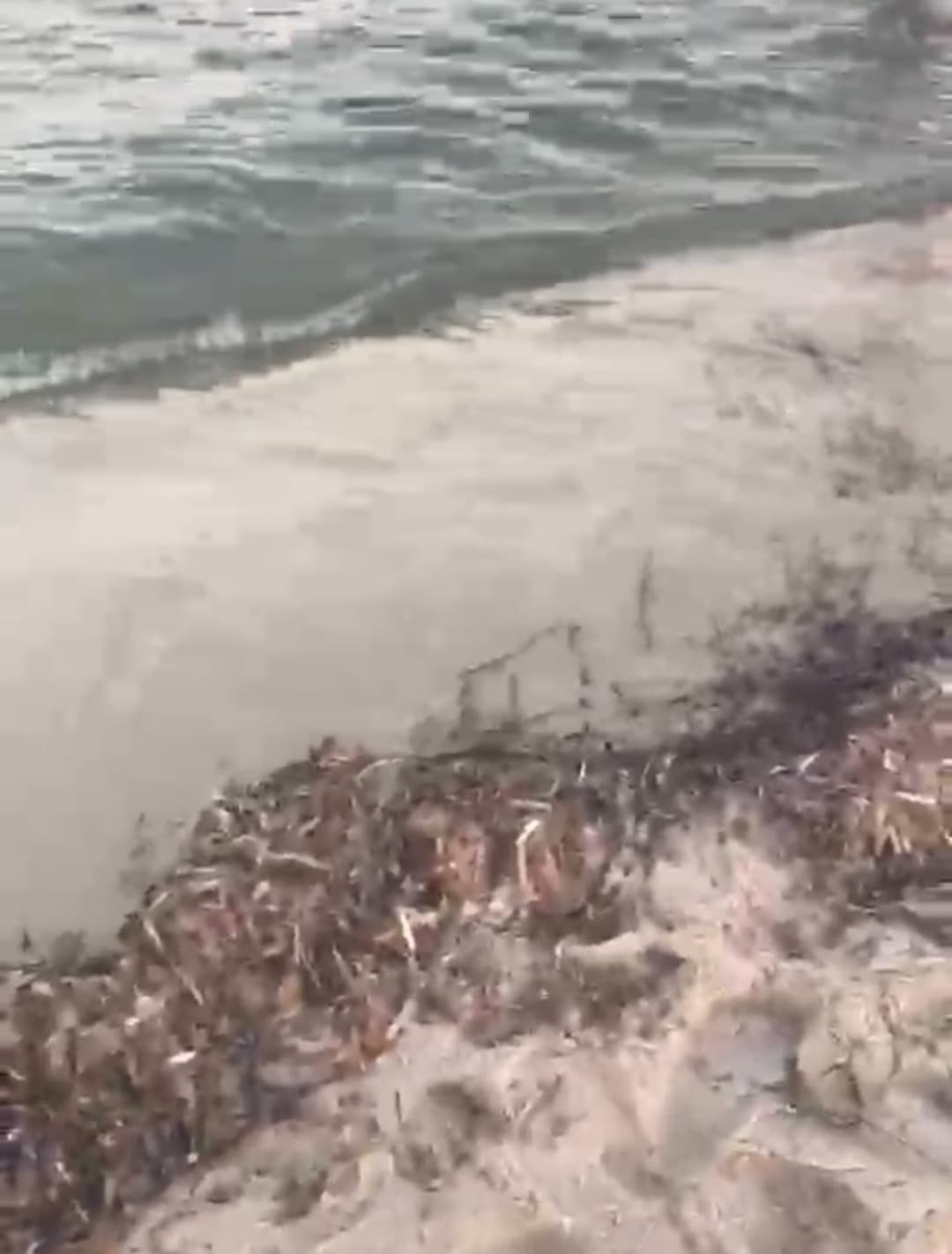 Nablus Beaches See Pseudotritonia Buildup