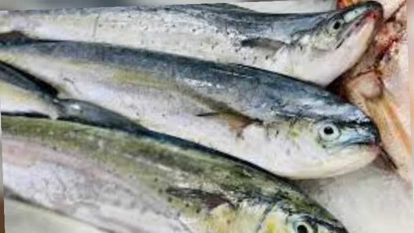 Loompook season nears, warns against early fish