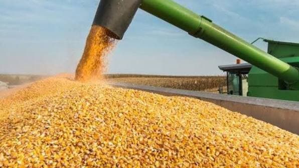 Maize Prices Starting August 11