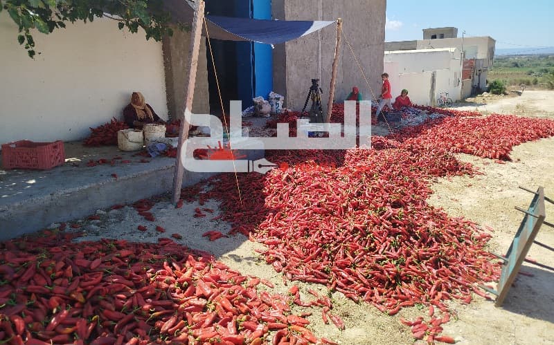 نابل: جني الفلفل الأحمر يواجه تحديات جودة واندثار حرفة