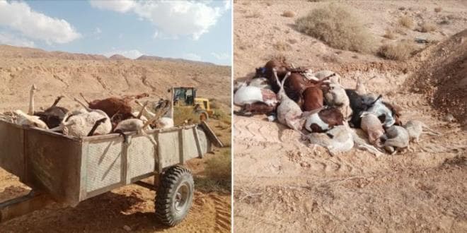 Kébili Sheep Die-off Likely Caused by Intestinal Poisoning