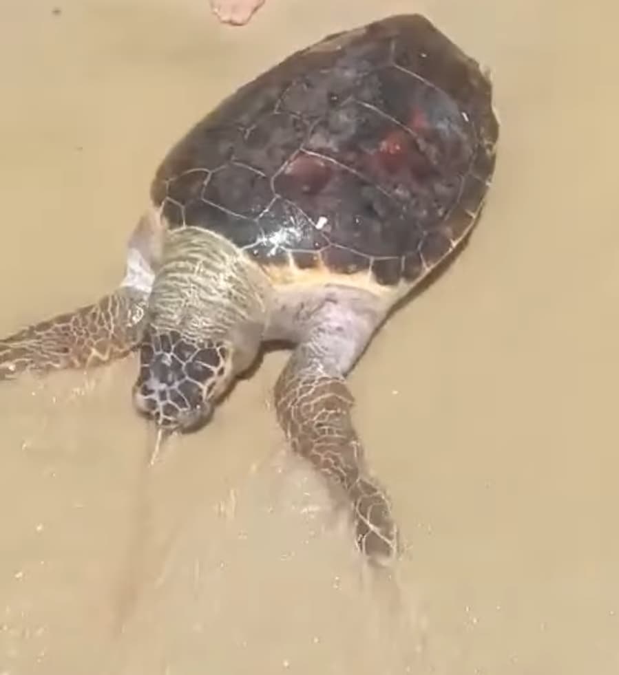 Sea Turtle Rescued at Hammamet Beach