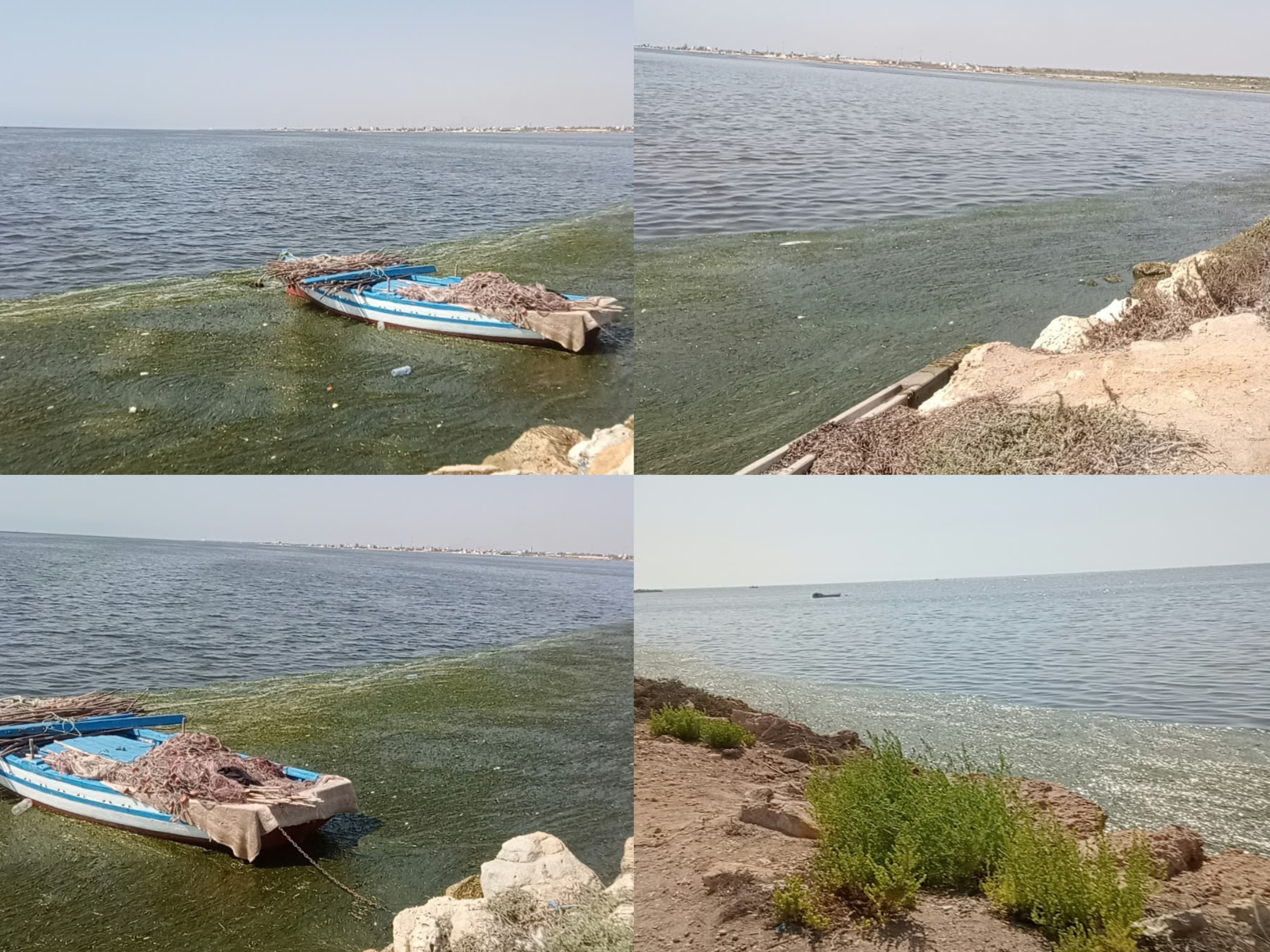 Pidonia affects Sfax beaches seasonally