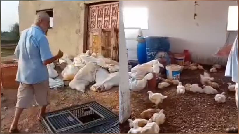 Moulash El Mahdia: 4000 Chickens Dead