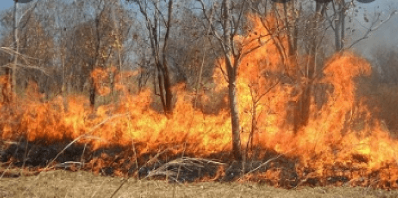 Algeria Battles 67 Fires in 16 States