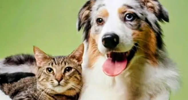 Al-Waslaatsey launches free rabies vaccination for pets