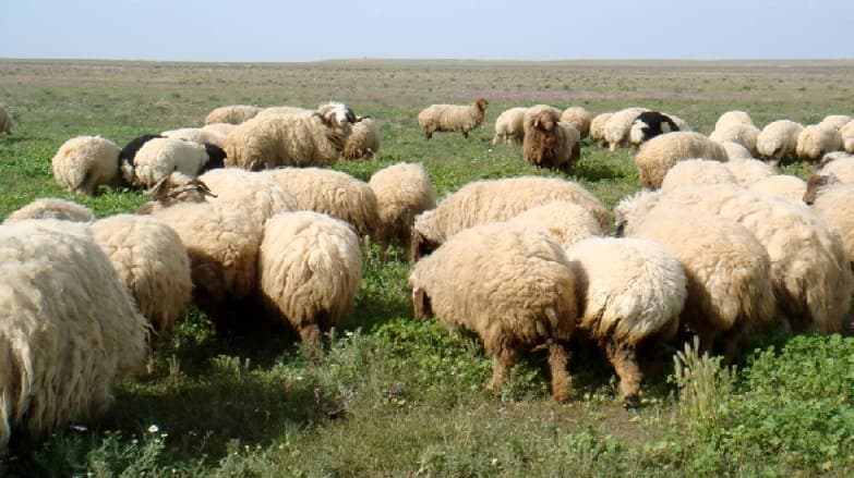 نقابة الفلاحين بسوسة تدعو لتسريع التطعيم