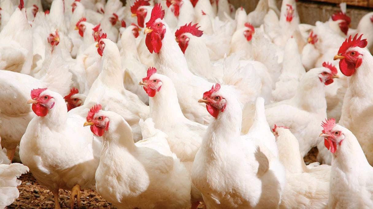 Poultry Sector Reports Heat Wave Losses