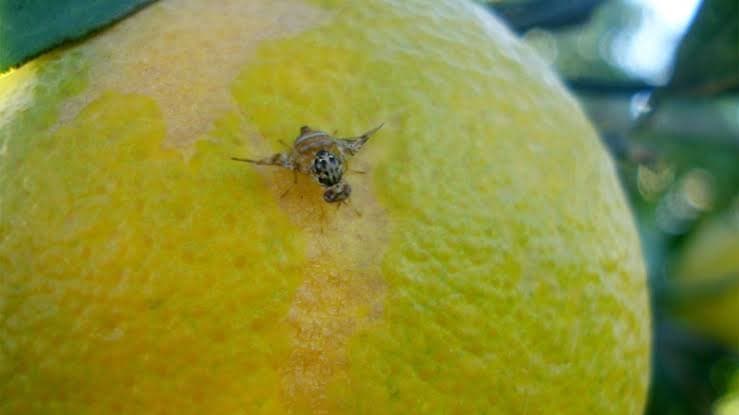 Farmers hesitant on traps amid fly risk