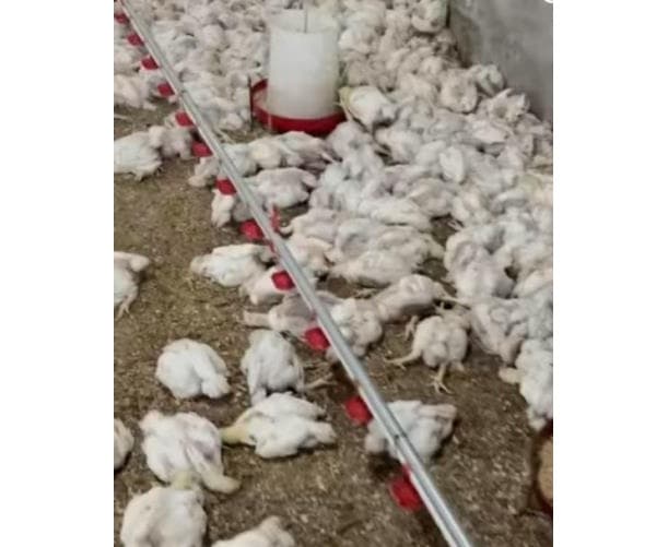 Al-Mahdiyah bird deaths from outages