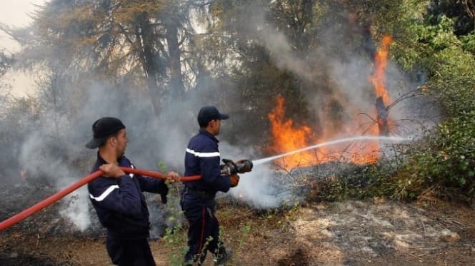 Summer 2026 Sees 500% Forest Fires Rise