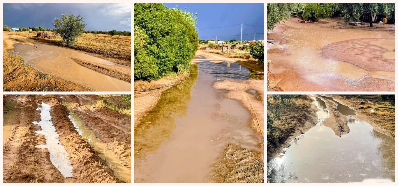 بوحجلة المطر يدعم محاصيل الزيتون