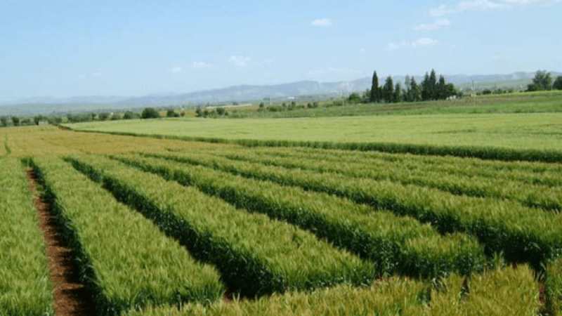 Jendouba grants 1.7 million dinars for 63 agricultural projects