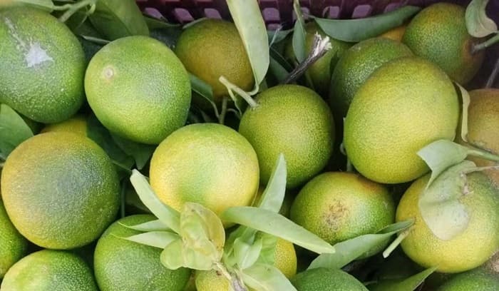 Pomegranate and early citrus harvest commence in Nabeul