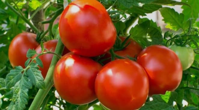 Kairouan Agriculture Union on Tomato Supply