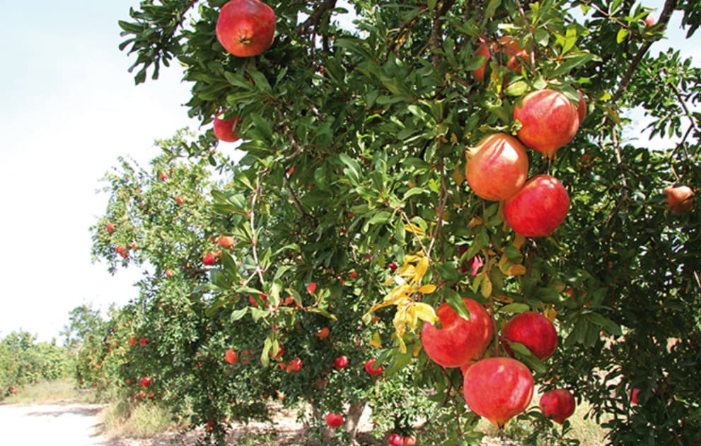 إنتاج الرمان بتونس يتجاوز 98 ألف طن