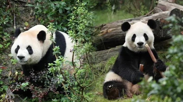 China provides giant pandas to US