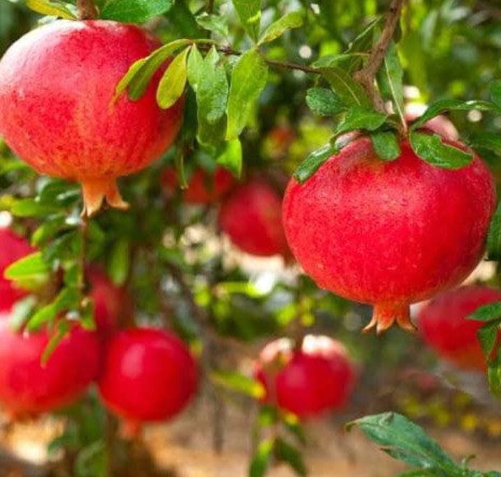 Kairouan Pomegranate Harvest Reaches 14,200 Tons