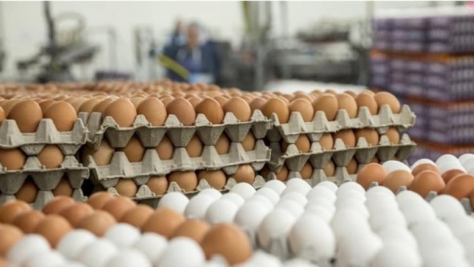 Medenine confiscates 67,000 eggs from illegal warehouse