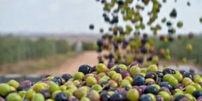 Sidi Bouzid: Olive Harvest Reaches 350,000 Tons