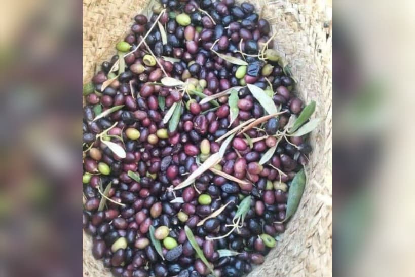 مدنين تتوقع موسم زيتون أدنى من المتوسط