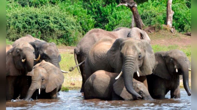 African country permits hunting of 23 elephants